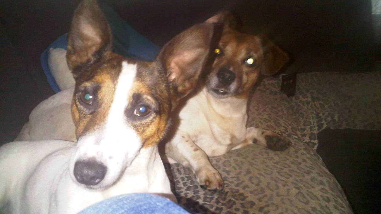 Hondje Stich (links)