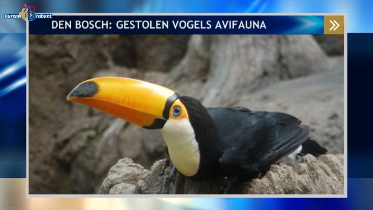 Een van de zeldzame vogels die werd meegenomen bij Avifauna