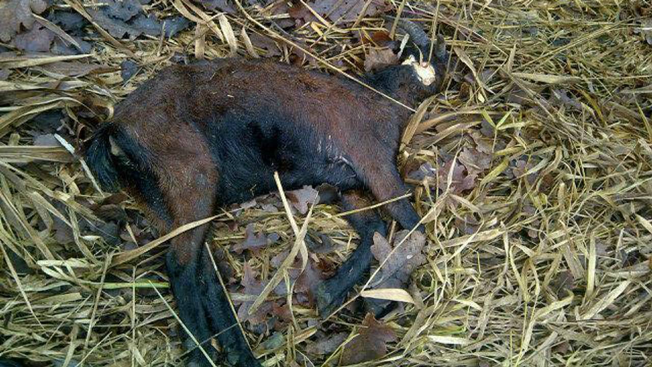 Een van de gevonden dode geiten (Foto: Dierenpolitie)