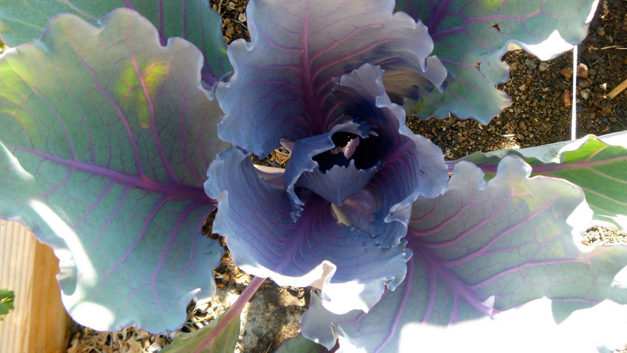 'Koolcase' opgelost (foto: Jessica Reeder/Flickr)