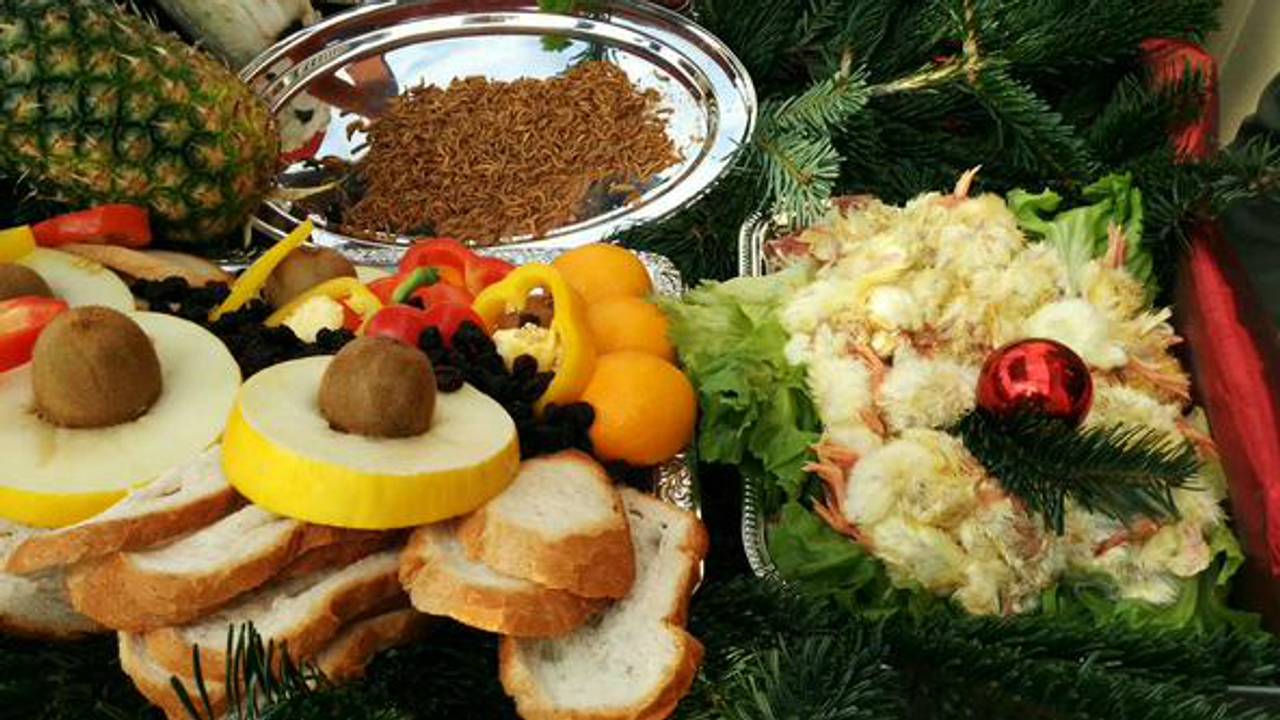 Feestelijk kerstmaal voor dieren in Dierenrijk Nuenen: kuikentjes voor de ooievaars, ijsblokken voor de ijsberen