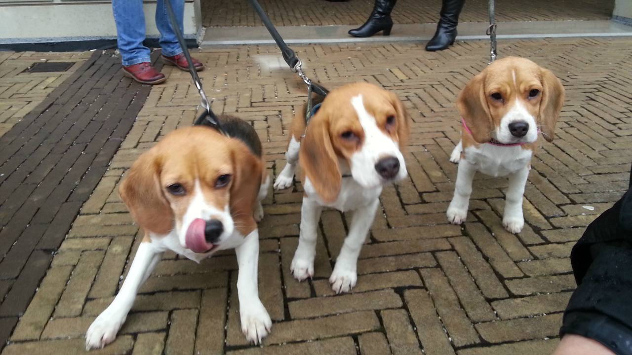 Het aantal dierproeven met honden en katten is in een jaar tijd flink gestegen.
