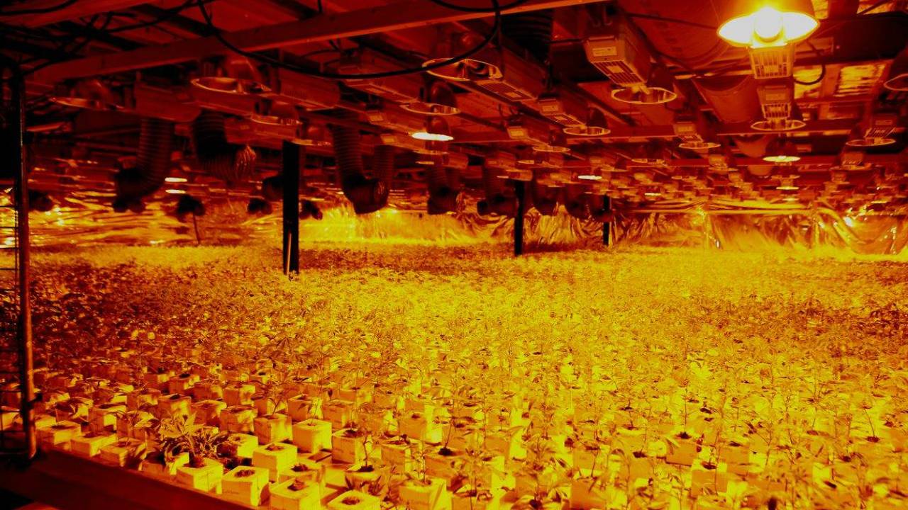 In de kwekerij stonden 33.000 planten