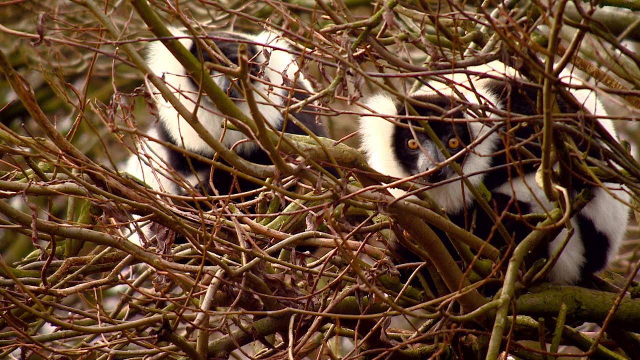 Meer interesse Zoo Parc Overloon