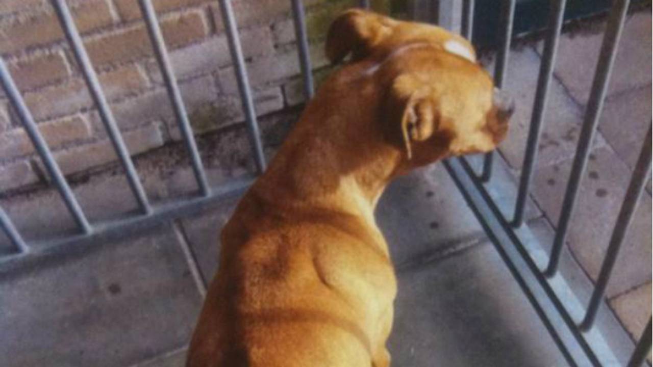 Agenten brachten de hond naar een dierenarts. (Foto: Dierenpolitie Oost-Brabant)