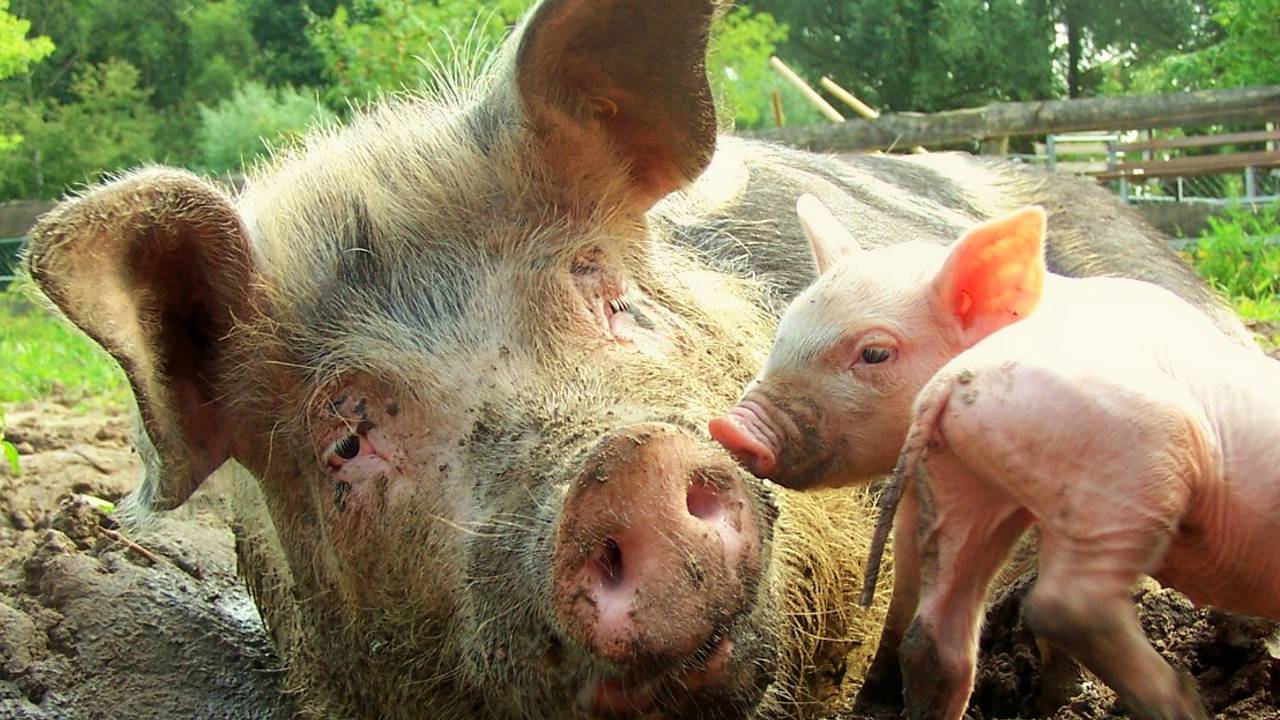 Nee tegen 'riskante' veehouderijen (foto: Flickr/Ripperda).