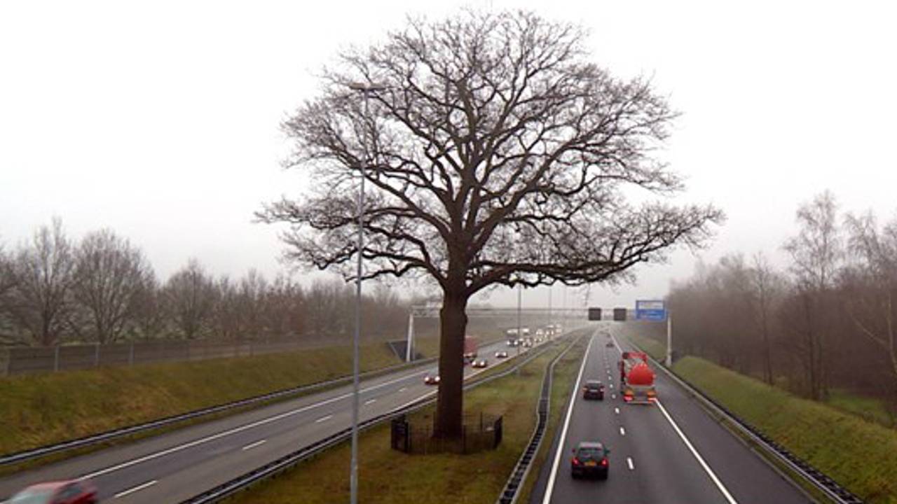 Een dokter komt morgen naar deze boom toe