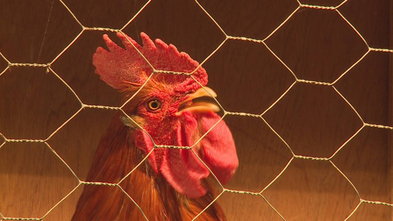 Een die een ei wint hanenkraaiwedstrijd in Zevenbergen - Brabant