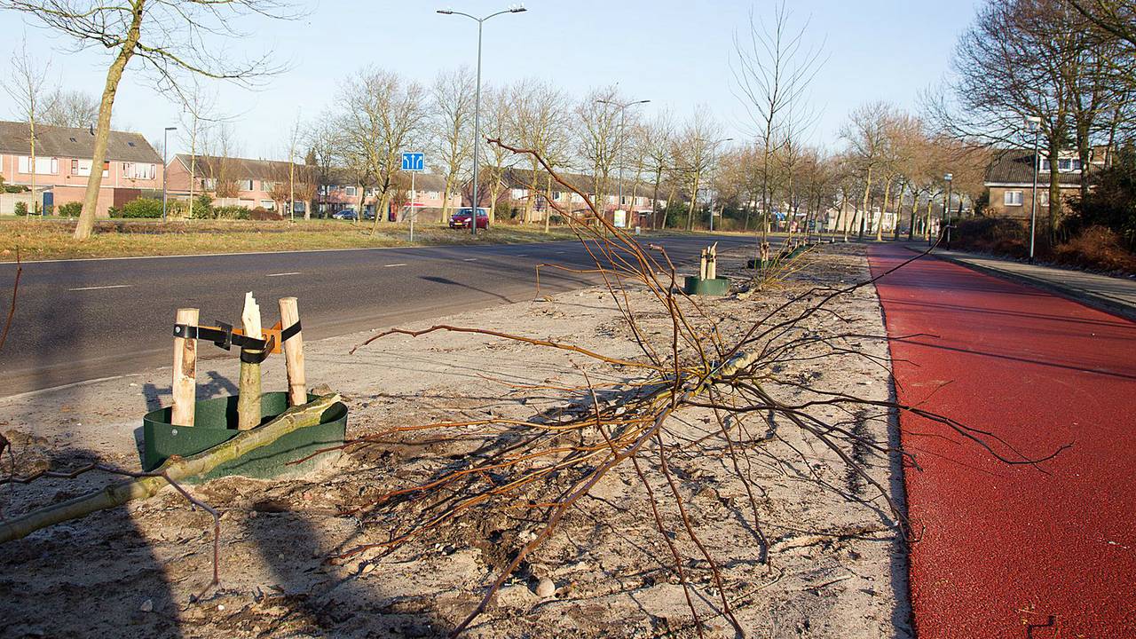 Enkele van de geknakte boompjes in Oosterhout. (foto: Marcel van Dorst/SQ Vision)