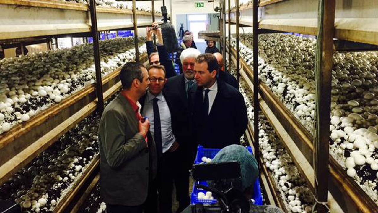 Minister Asscher tussen de champignons van Kanters in Heeswijk (foto: Raoul Cartens)