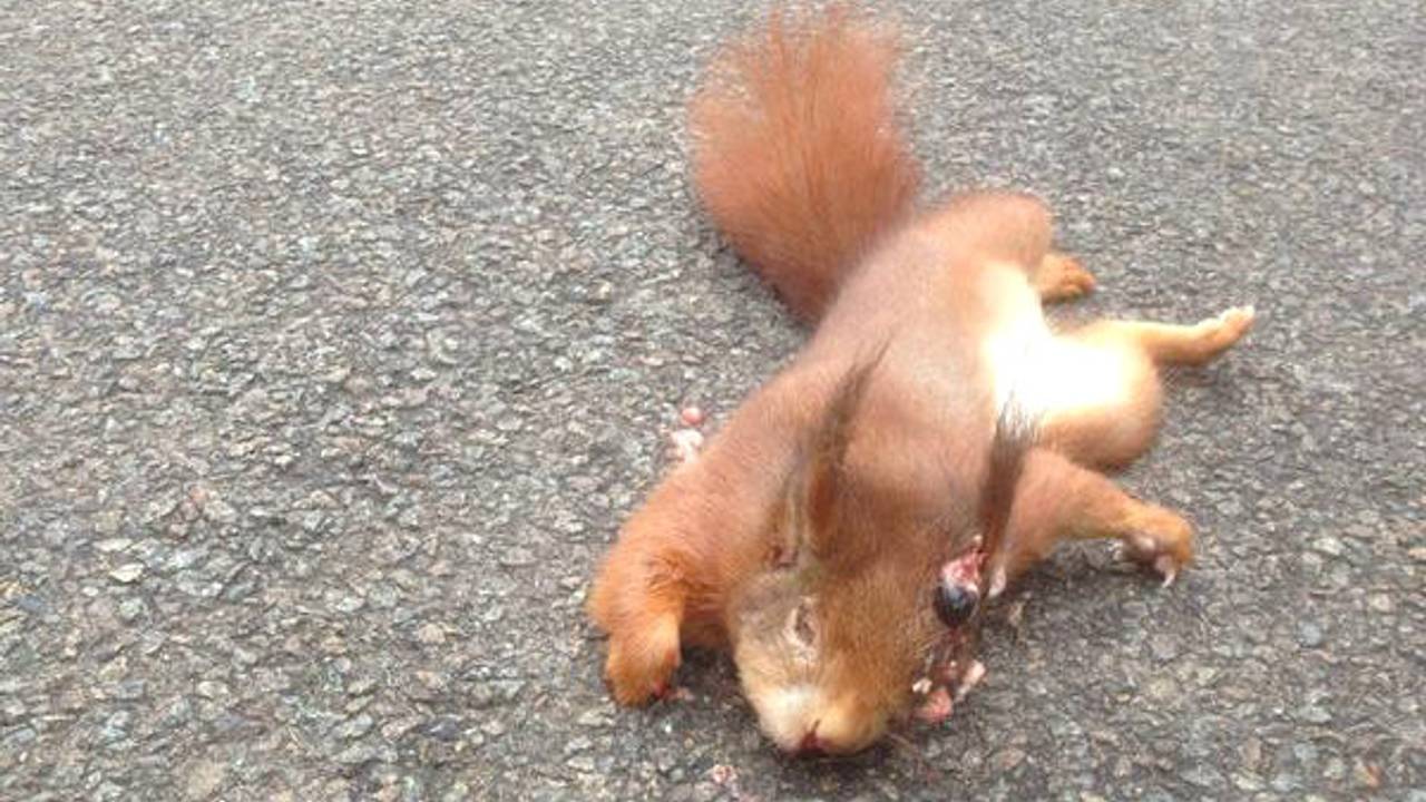 Eén van de dode eekhoorns. Foto: Erik de Jonge