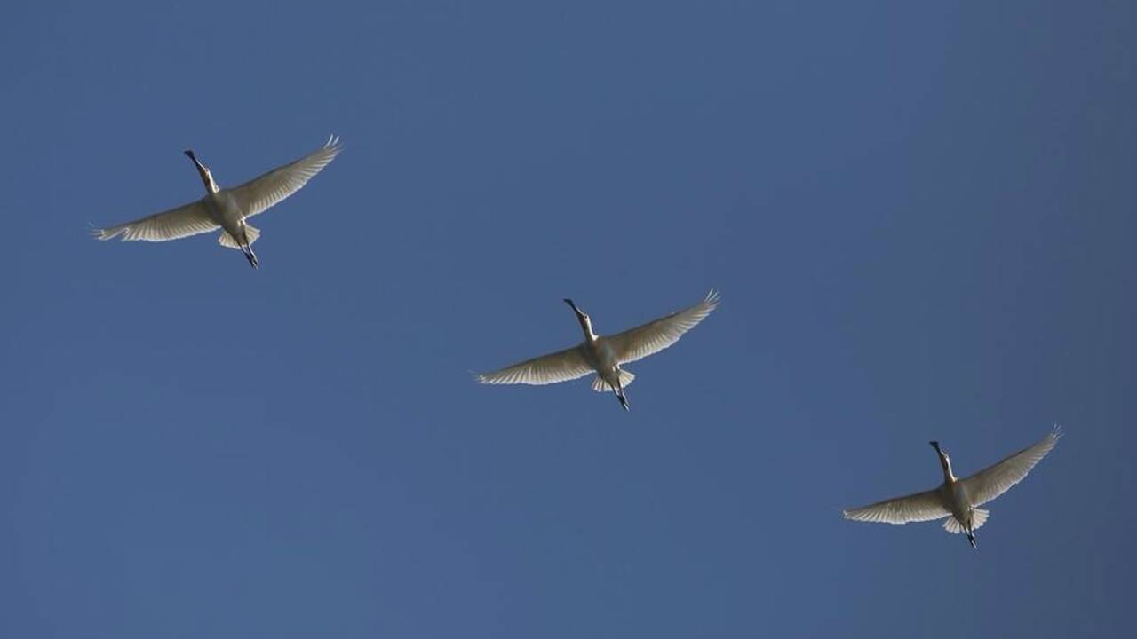 Lepelaars bij het Markiezaatsmeer. (foto: Erik de Jonge)