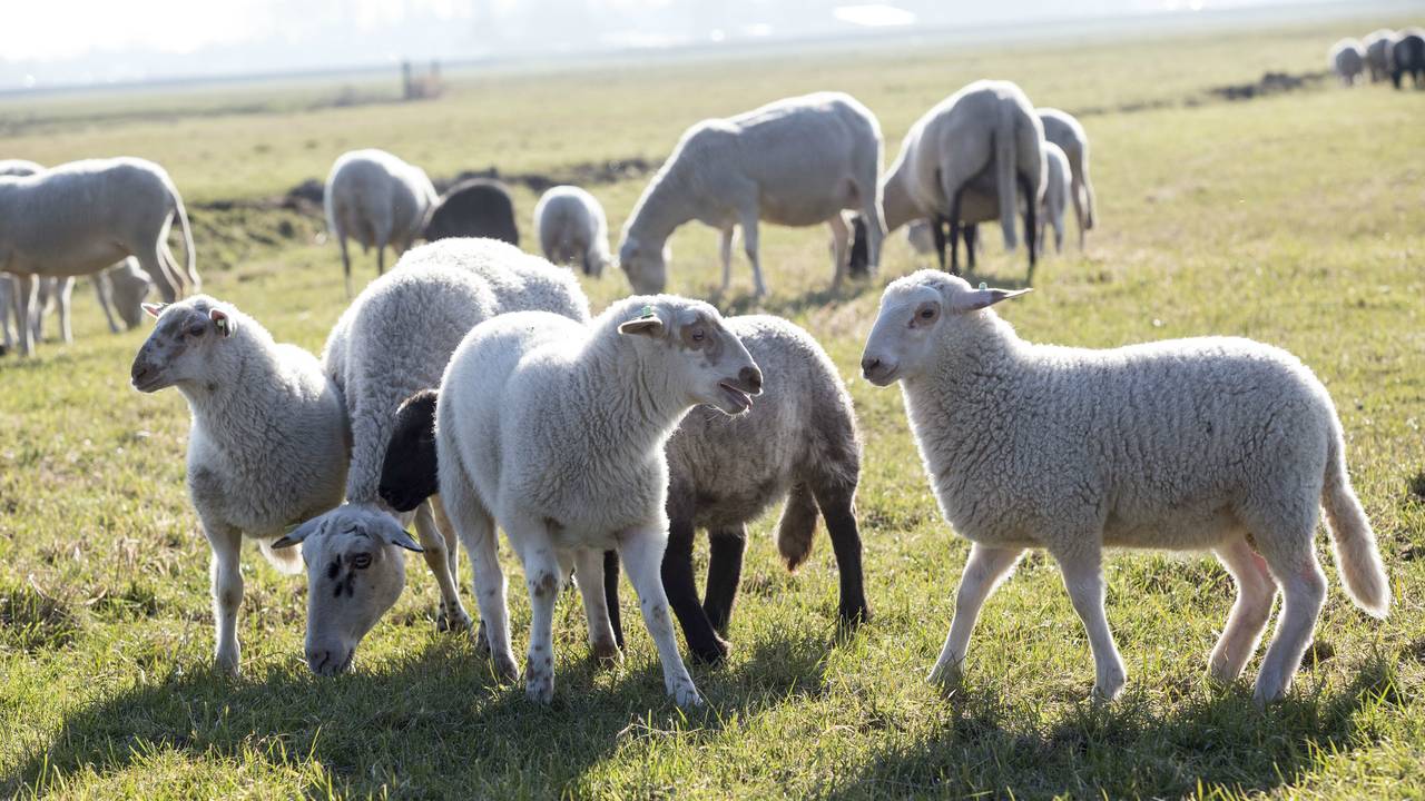 Schaapskuddes moeten groeien en grasland begrazen