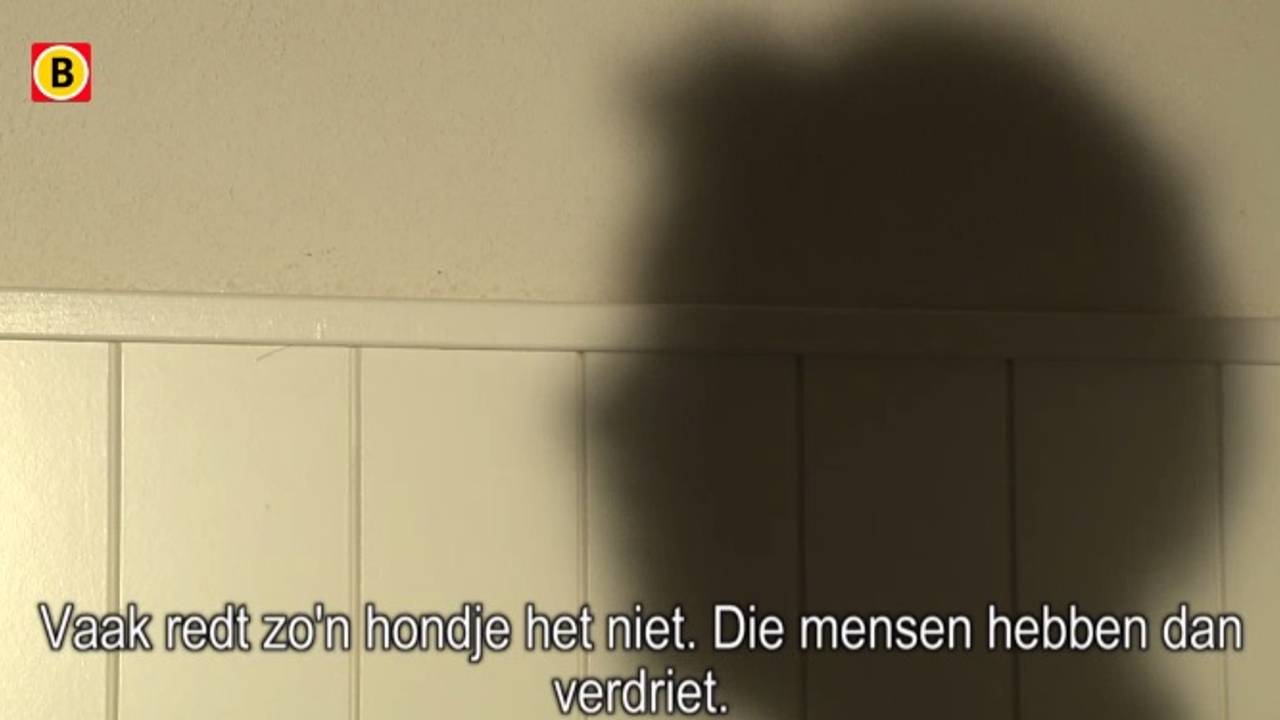 Vragen over puppyhandel