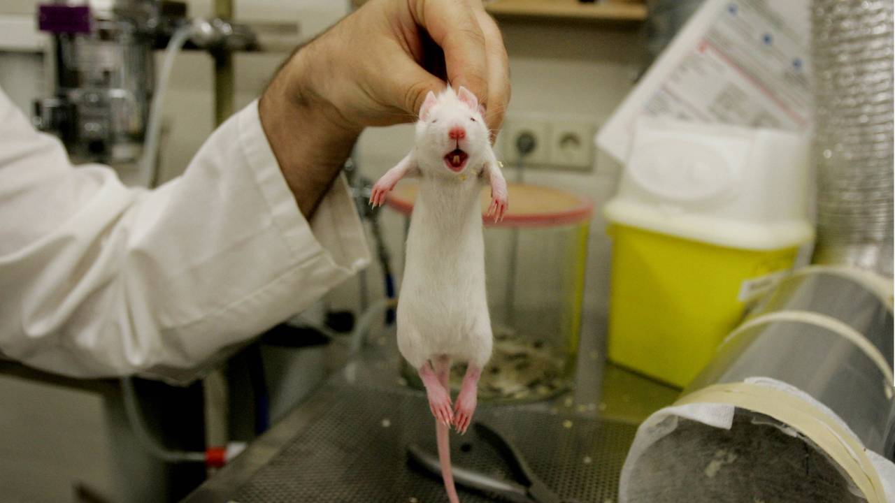 Dierproeven zijn volgens sommigen nog steeds nodig (foto: ANP)