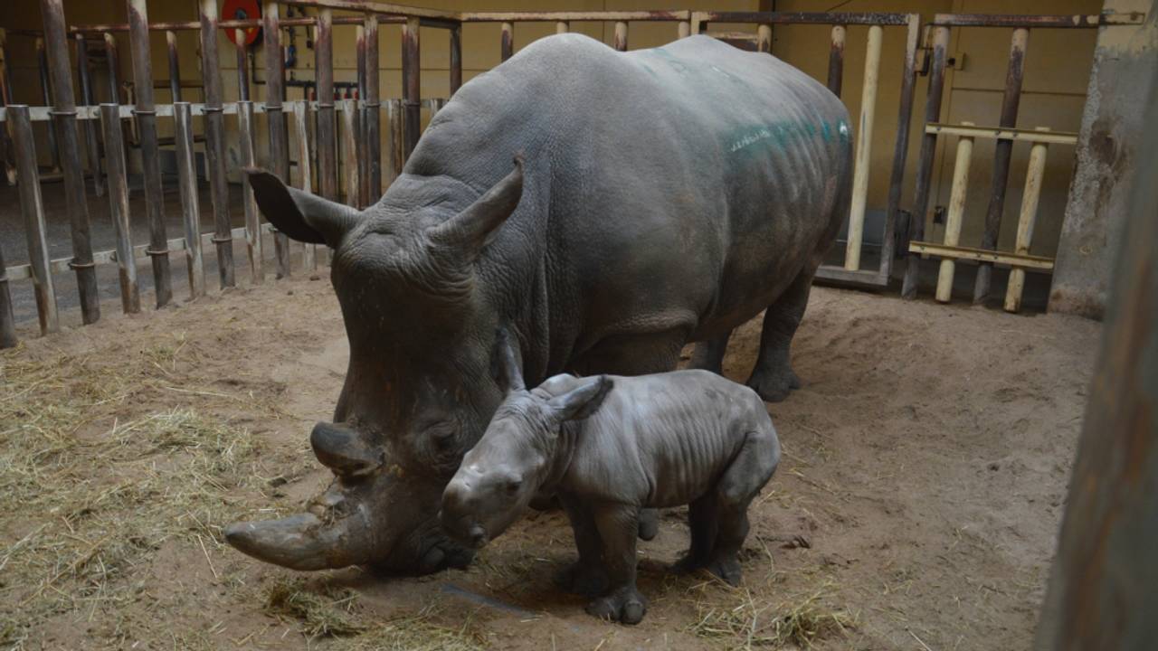 De pasgeboren Sofie en moeder Mazumba maken het goed (Foto: Beekse BergenLibéma)