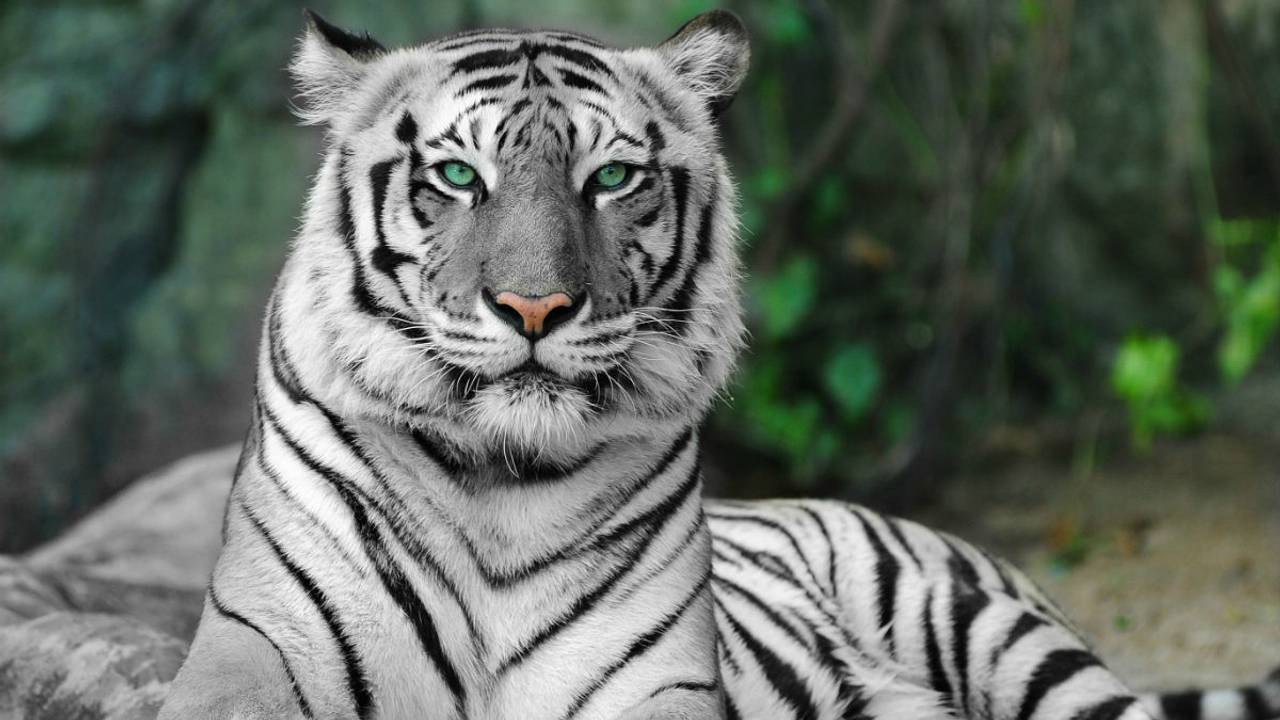 De tijgers zijn nog voor de zomer in ZooParc Overloon (foto: ZooParc Overloon/Libéma)