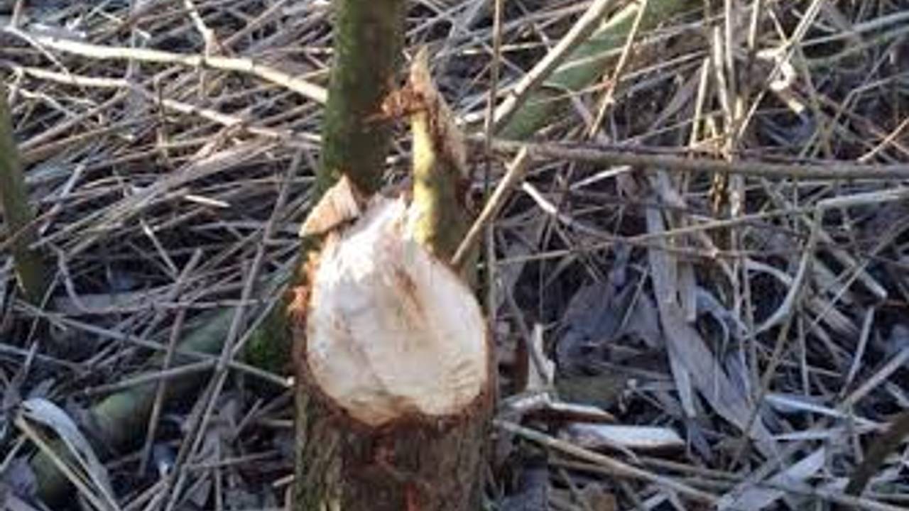 Een afgeknabbelde boom (Foto: Wildbeheereenheid De Moer eo.)