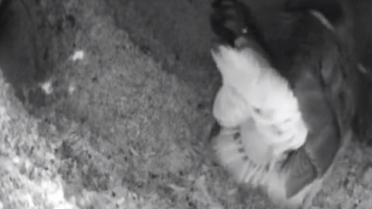 Het moment suprême (beeld: Stichting Natuurkanaal)