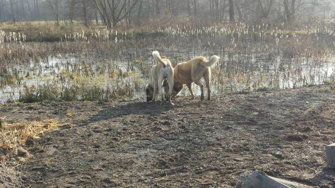 De ontsnapte 'pony's' (Foto: politie Heeze / Twitter)