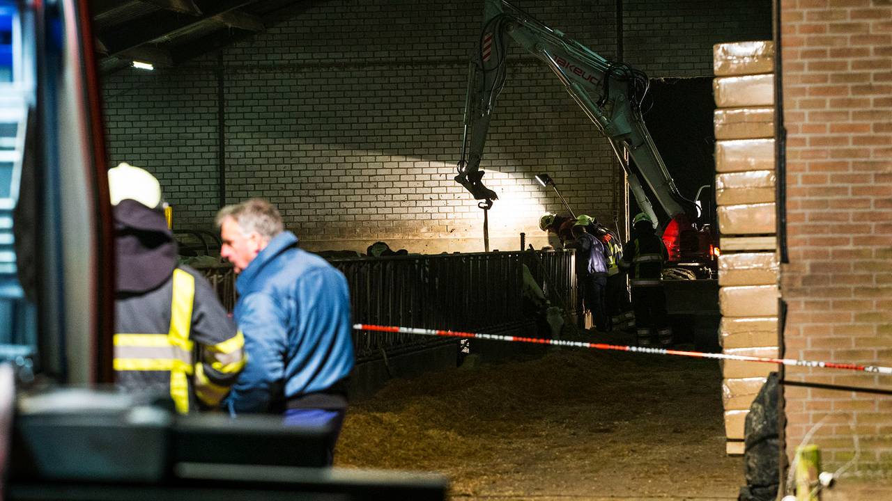Koeien in put in Boxtel (foto: SQ Vision).