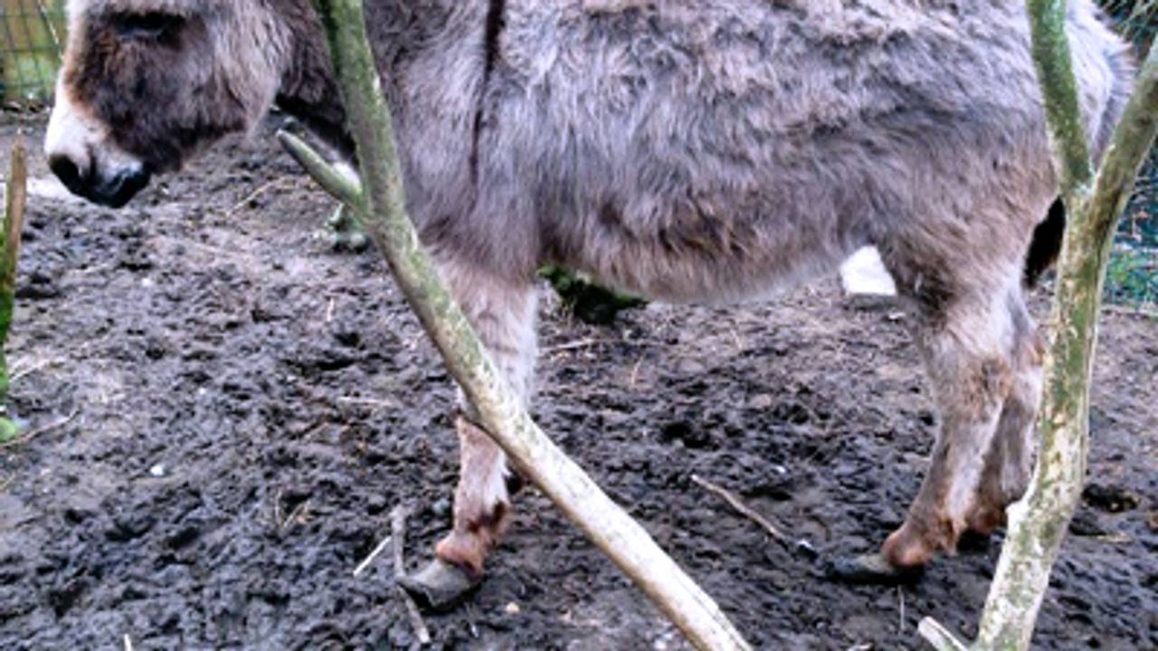 Een van de verwaarloosde ezels met te lange hoeven.