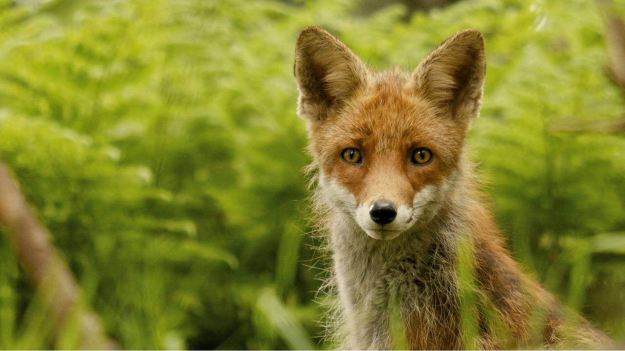 Archieffoto: Lambert Reinds/Flickr