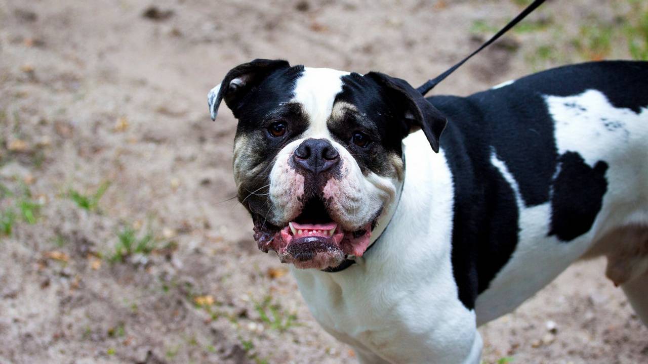 Een Amerikaanse buldog (Foto: Flickr Maaike van de Maden)