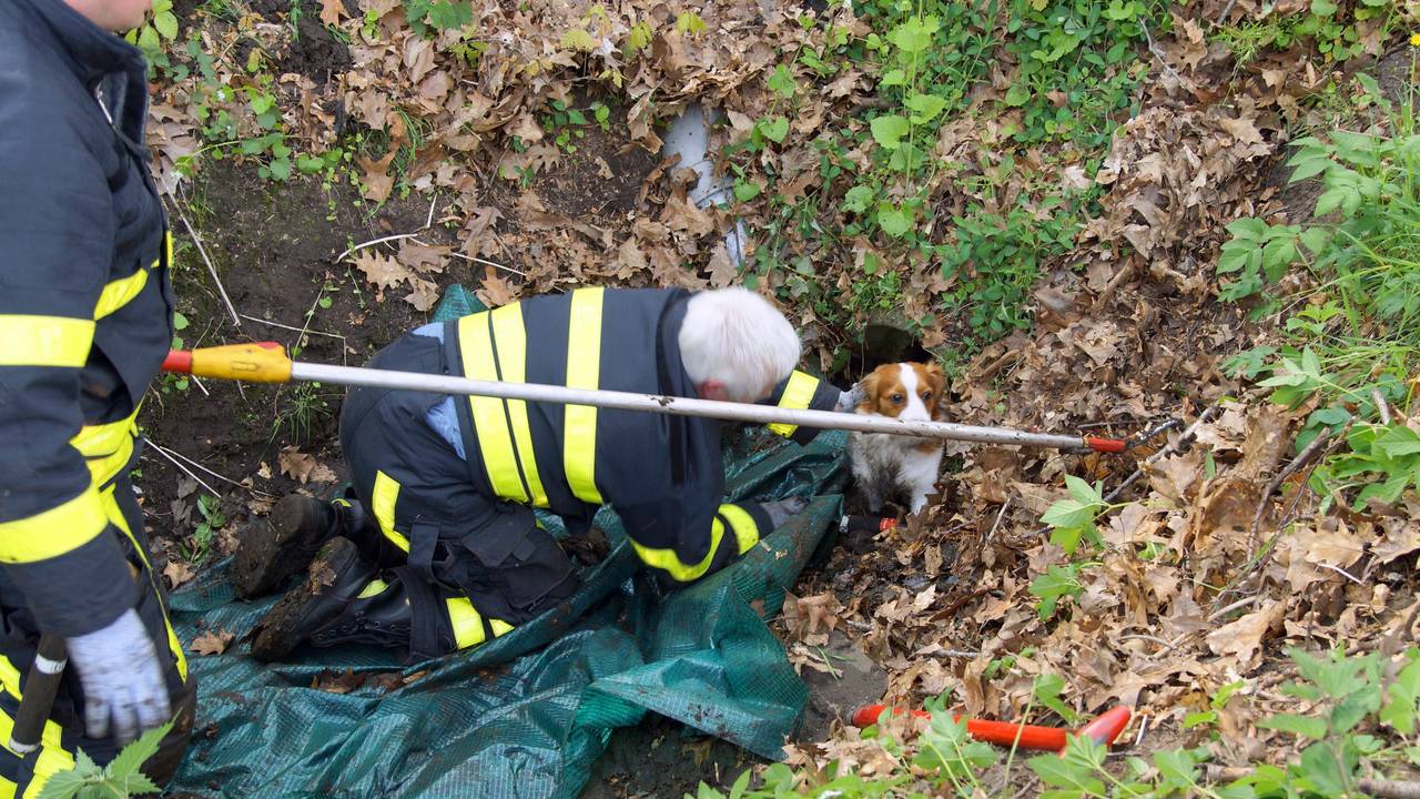 Laika wordt bevrijd door de brandweer (Foto: FPMB/Martijn van Bijnen)
