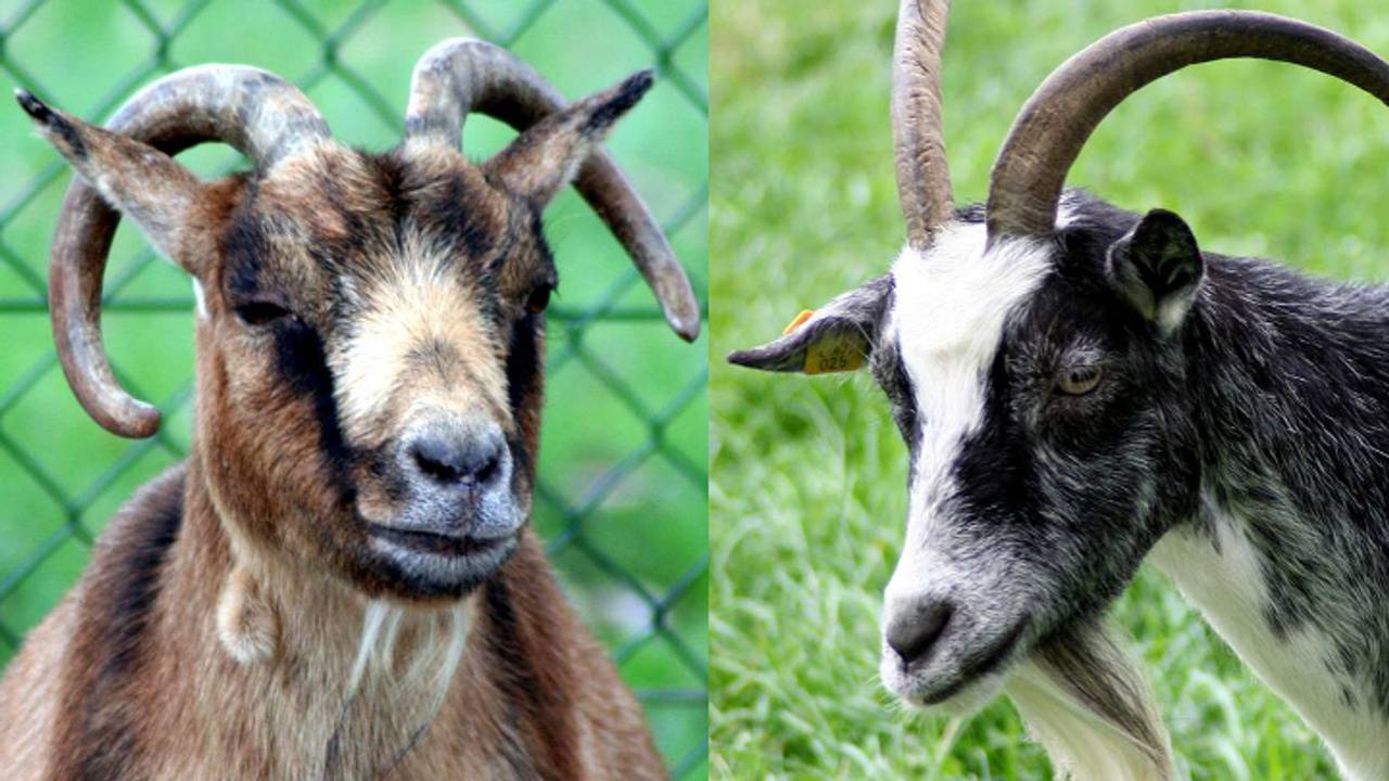 De twee omgekomen geitjes (foto: Gemeente 's-Hertogenbosch / Facebook)