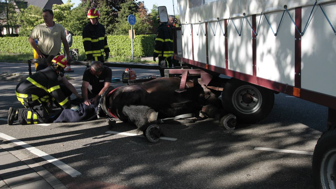 Het paard kwam onder een wagen terecht. (foto: Alexander Vingerhoeds/Obscura Foto)