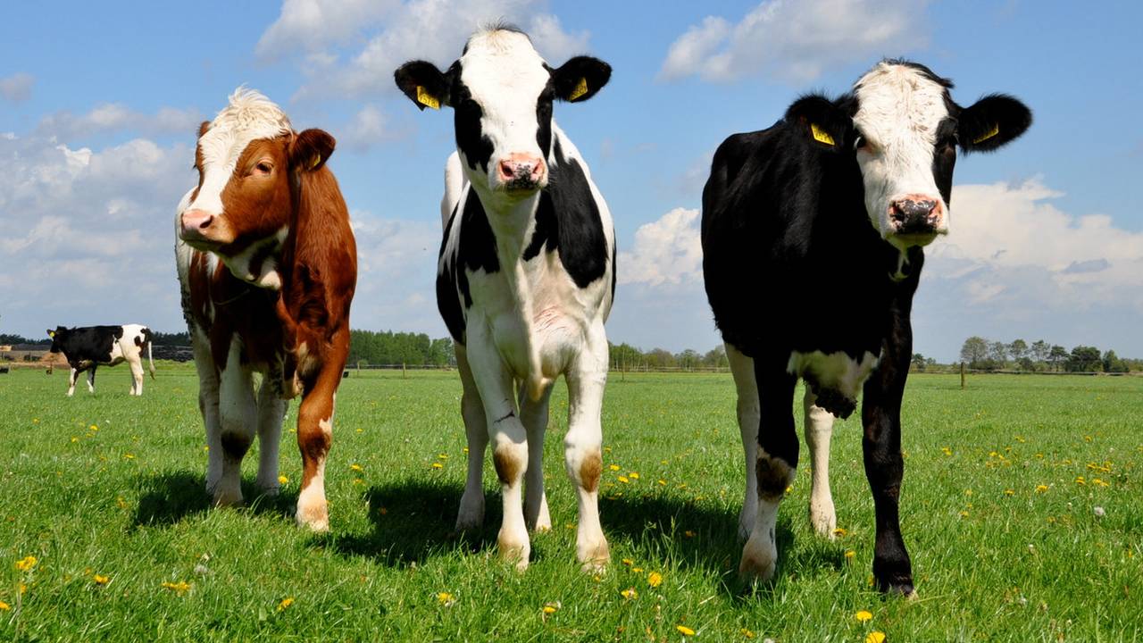 Koeien, niet weg te denken uit Brabant (foto: Ben Saanen).