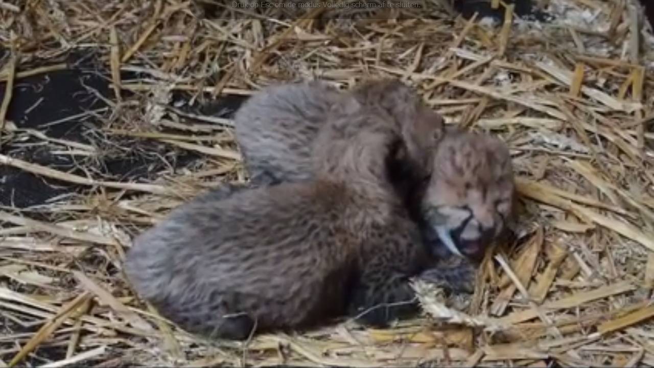 Een beeld uit het filmpje op internet.