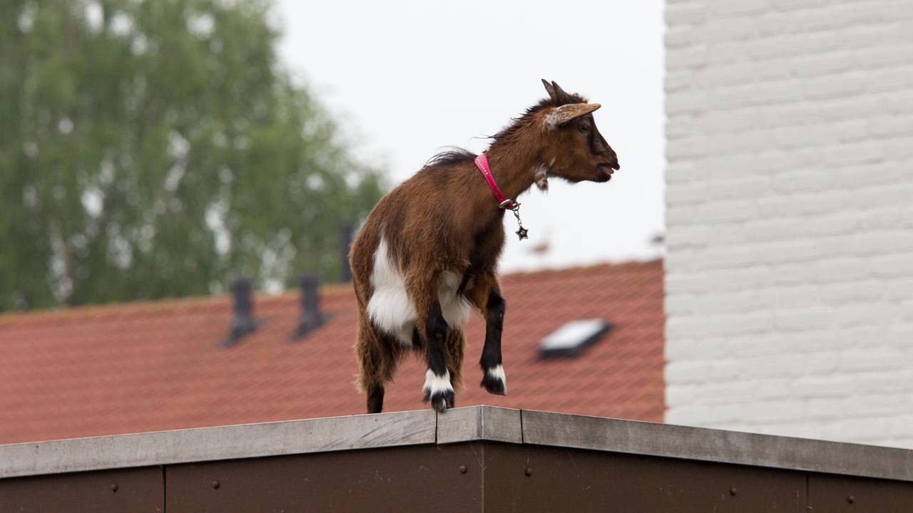 Ga naar slide 3