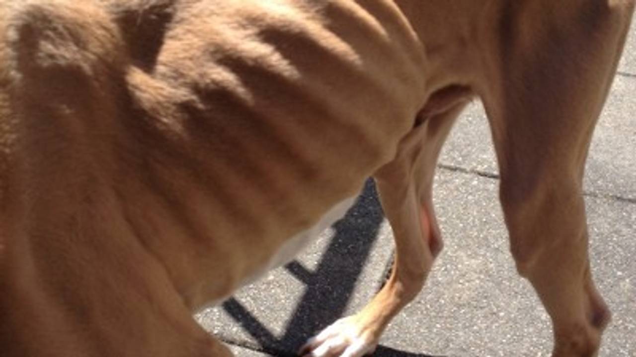 Extreem vermagerde hond (foto: Politie)