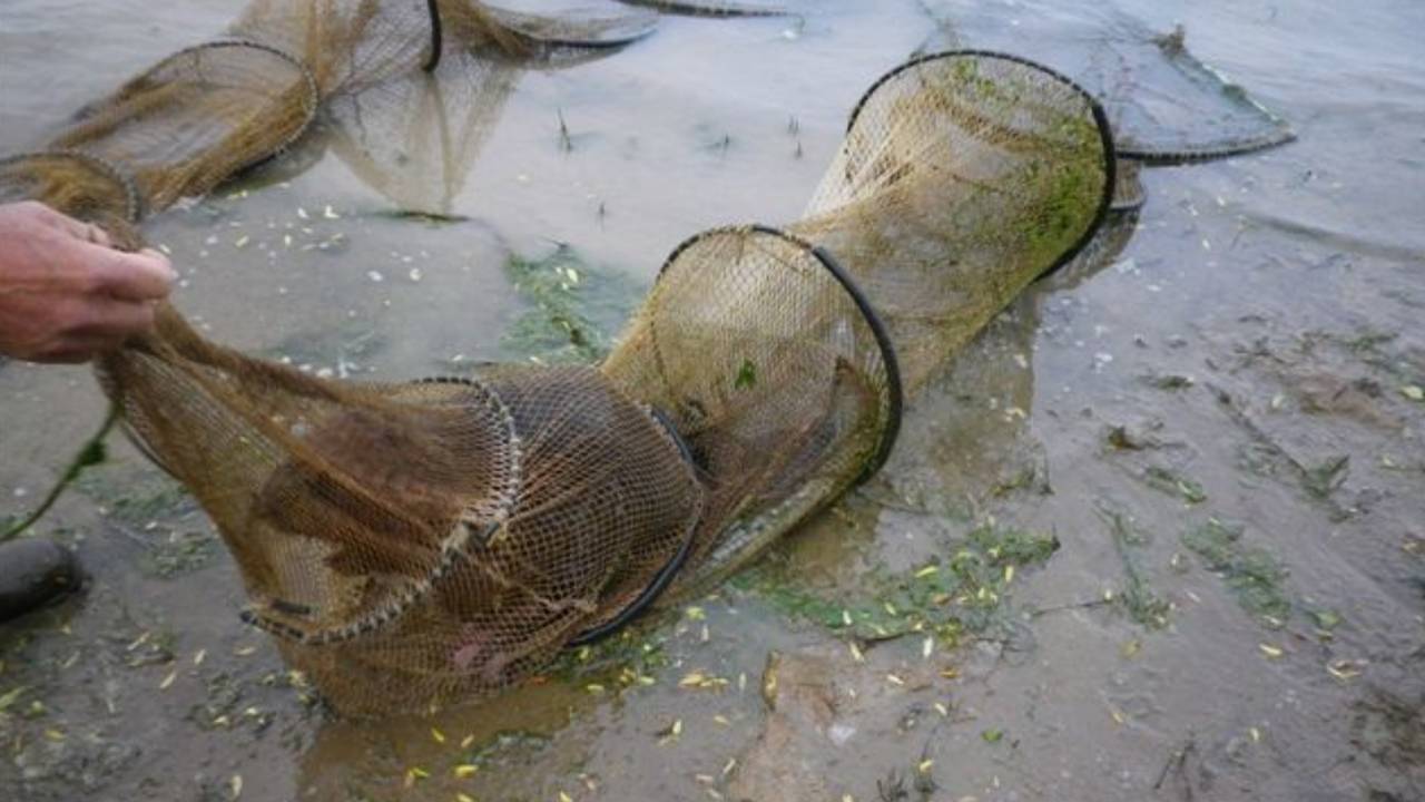 Bever verstrikt in de Helmondse fuik (Foto: waterschap Rivierenland)