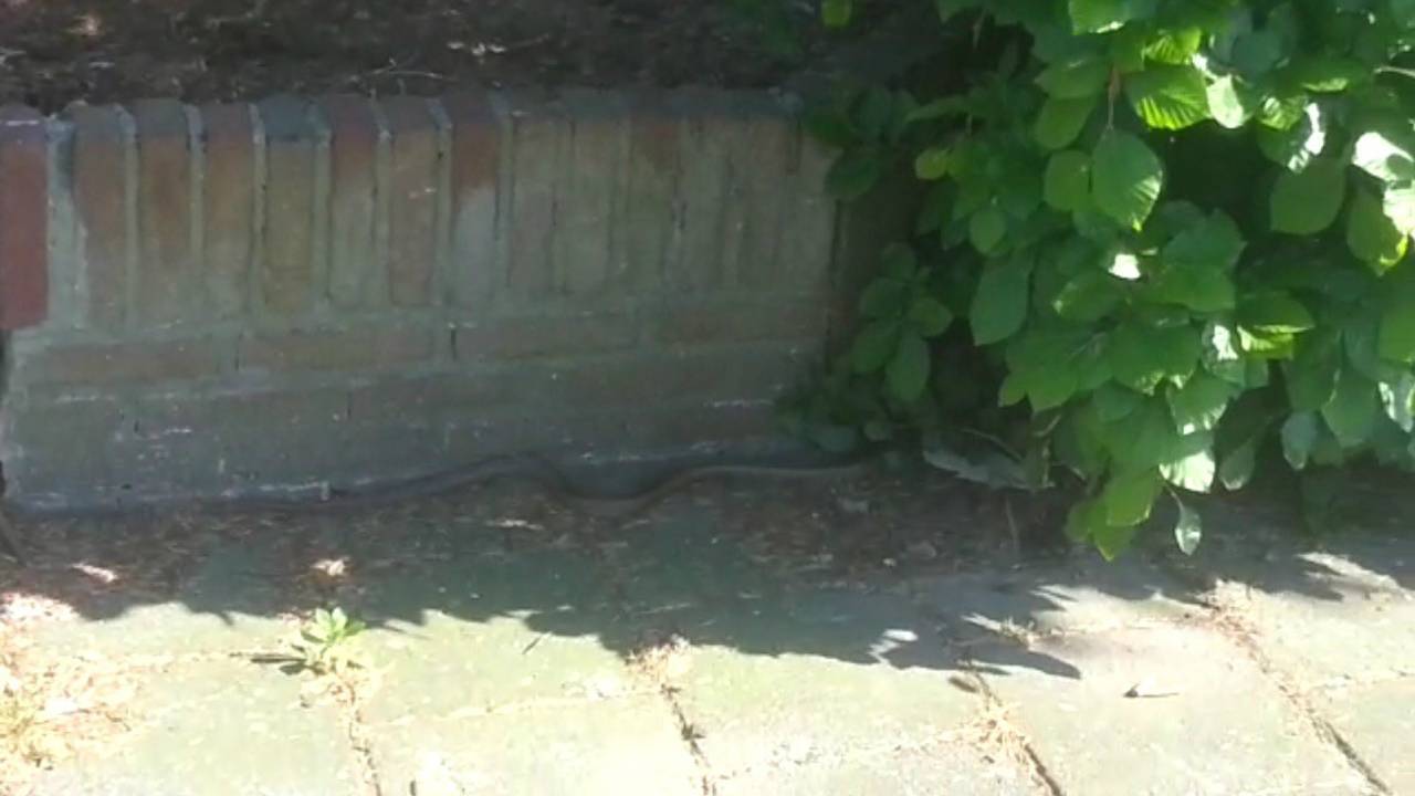 De slang is niet meer