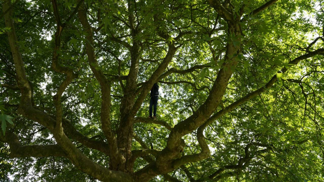 Jongen in de boom (foto: Martijn van Bijnen / FPMB)