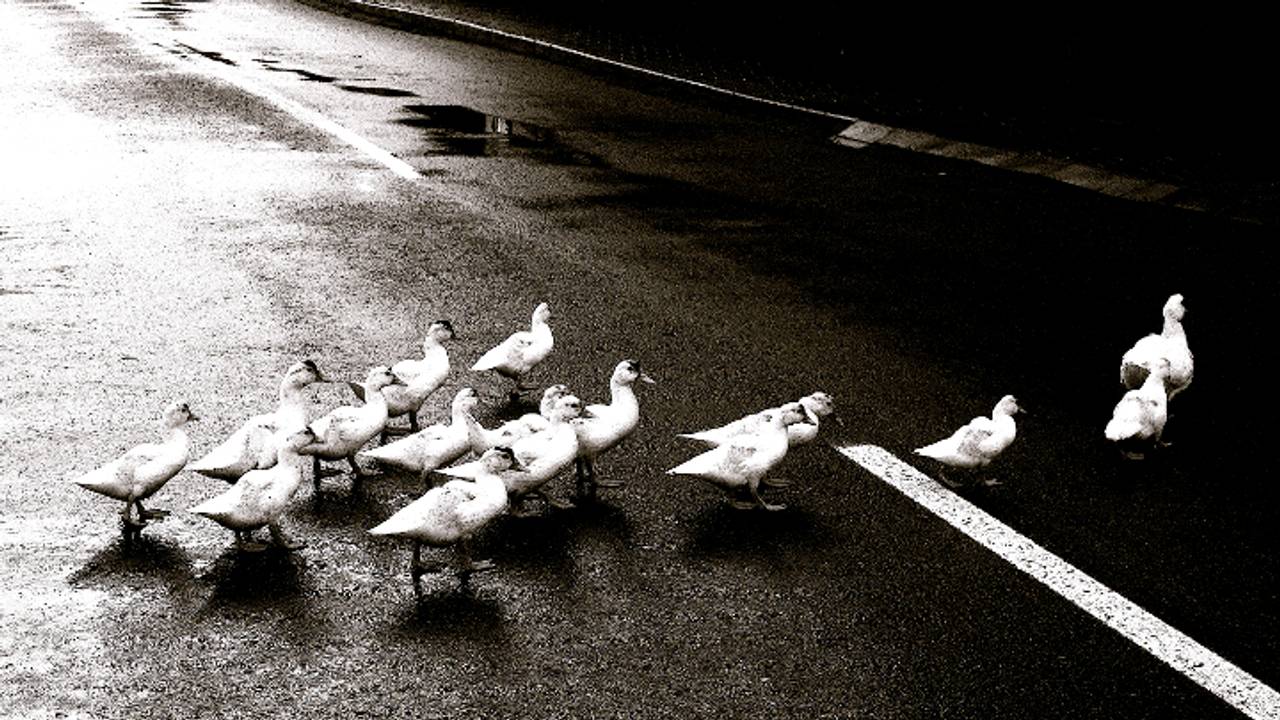 Een van de eenden overleefde het niet (archieffoto)