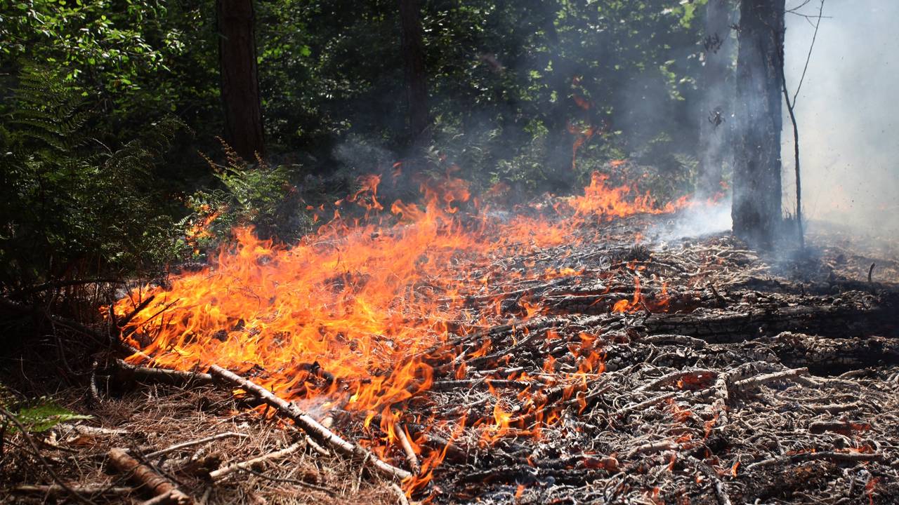 Bosbrand Statenlaan in Rijen (foto: Jeroen Stuve/Stuve fotografie)