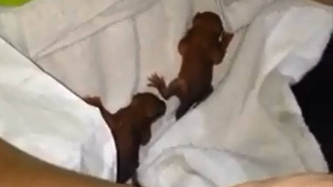 De opgevangen eekhoorntjes (niet letterlijk)