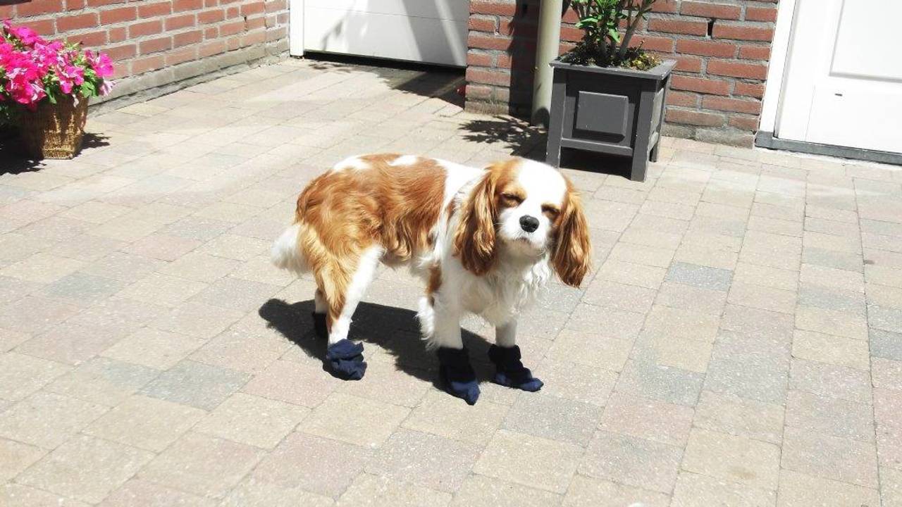 Sokken tegen de warme tegels (Foto: Betsie Sanders)