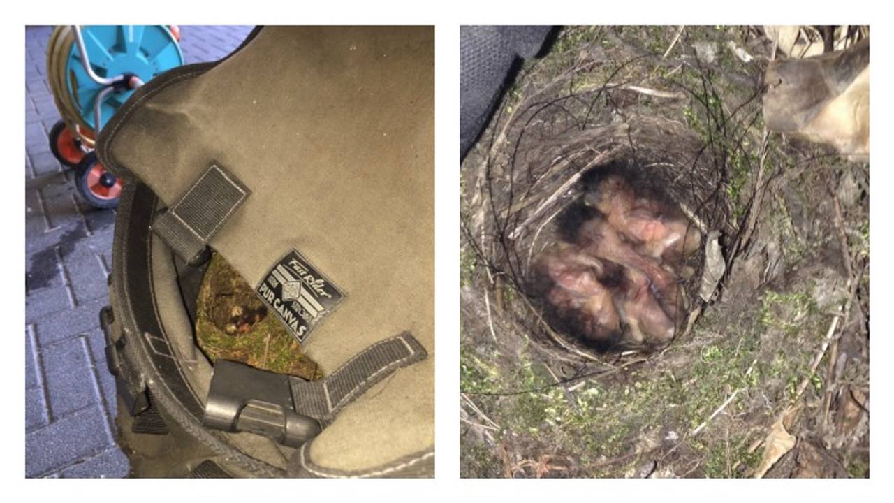 Opmerkelijke plek voor een vogelnestje