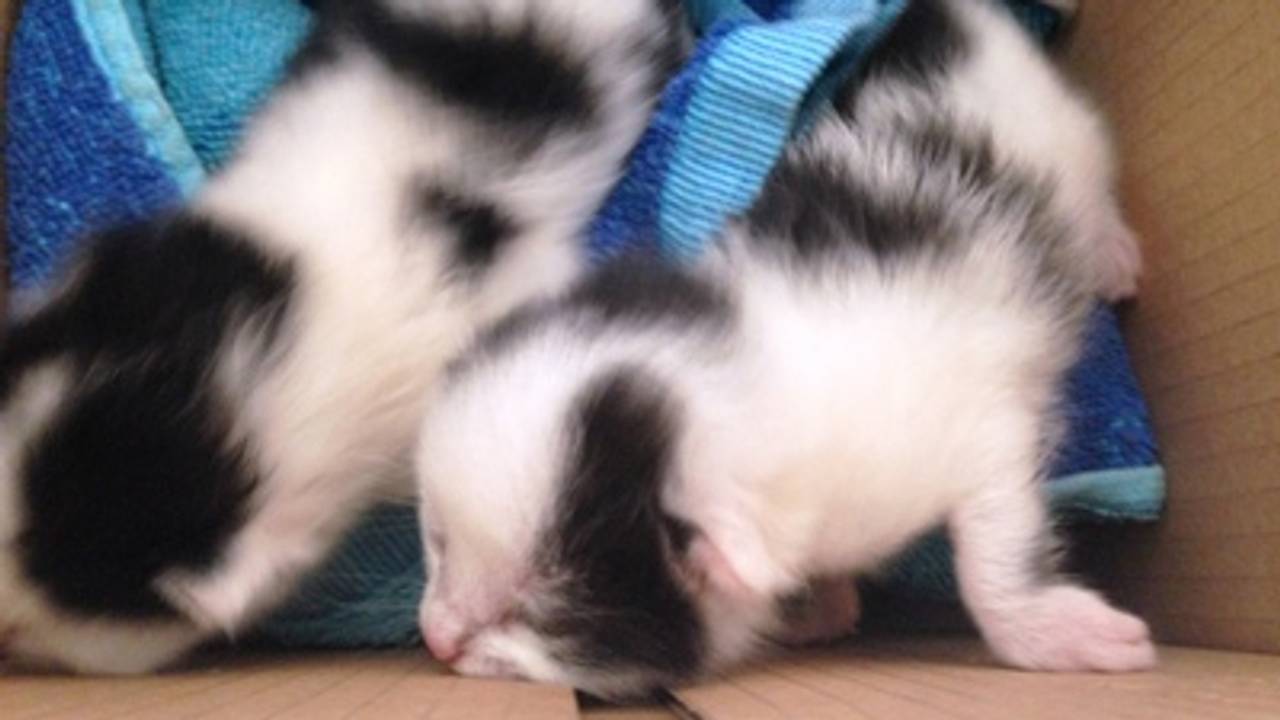 De twee kittens overleefden het vergassen. (Foto: Politie)