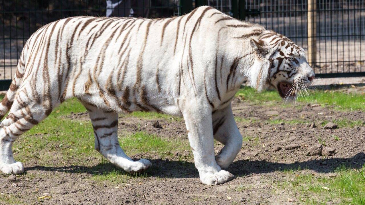 Foto: Albert Hendriks