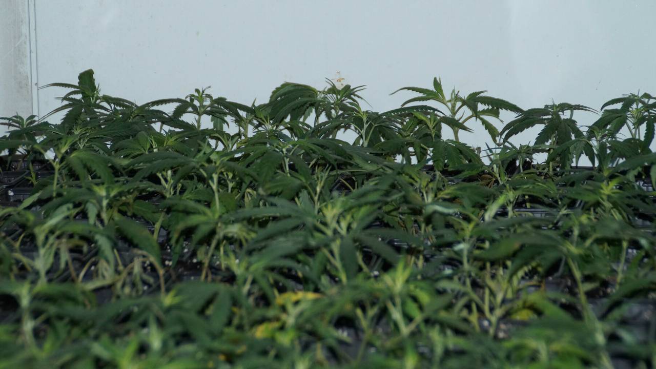 Hennep gevonden in Wijk en Aalburg. (foto: FPMB Martijn van Bijnen)