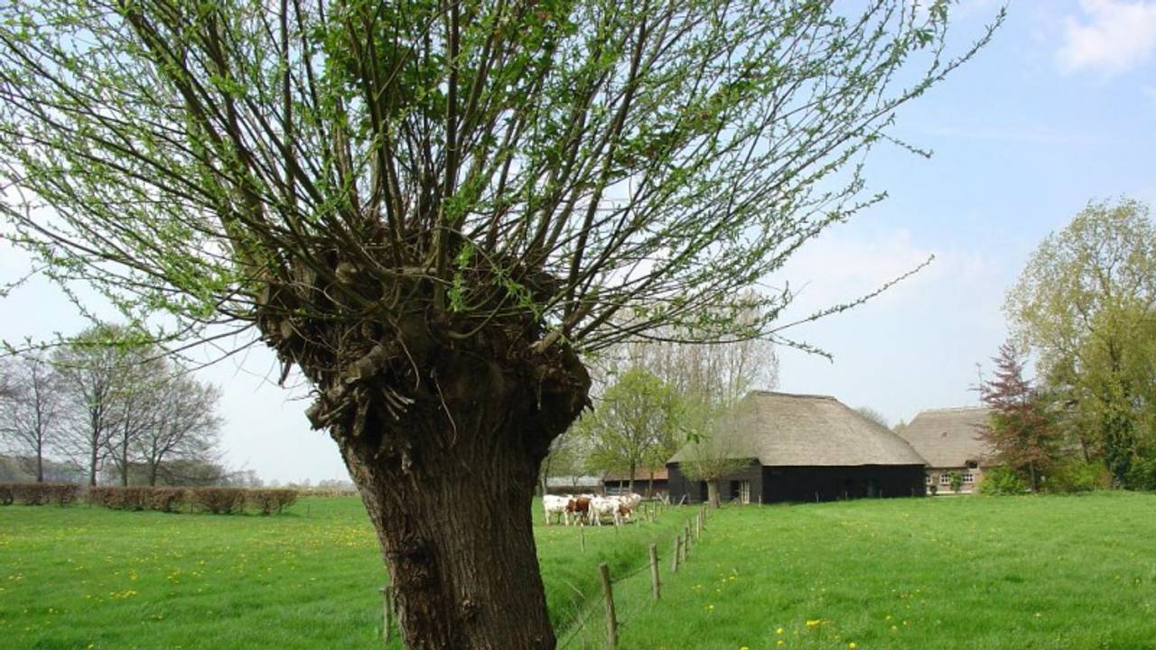 Tien knotwilgen gerooid in verkeerde straat in Oijen.