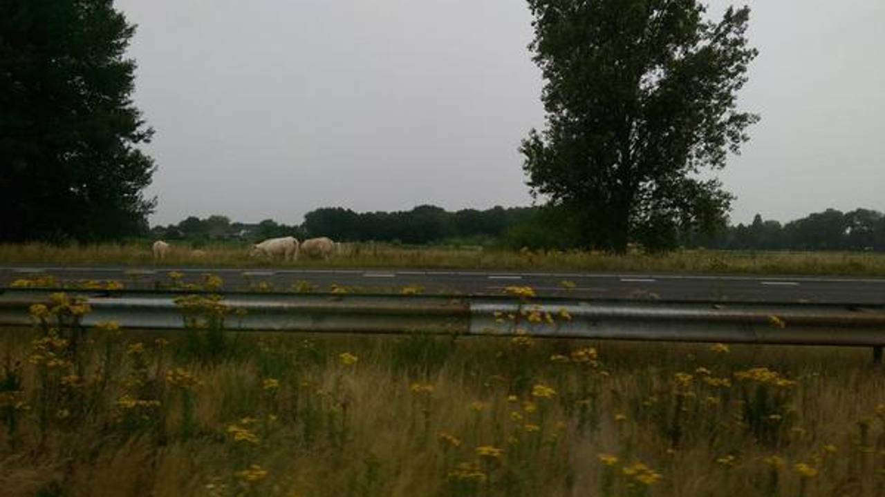 Foto: Twitter @RoemerRuel