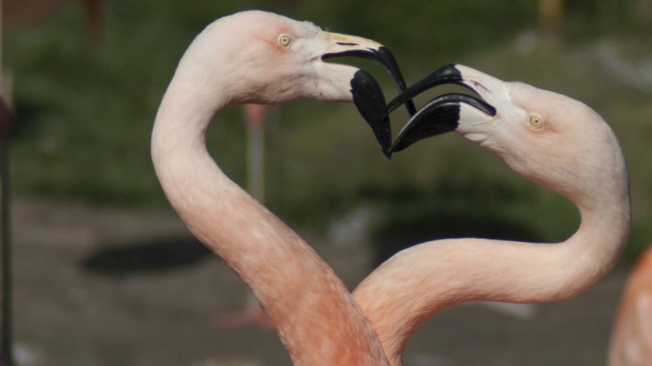 Roze Safari in Beekse Bergen. (foto: Safaripark Beekse Bergen)