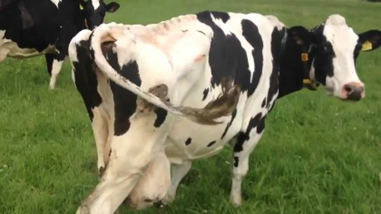 De koeien leken zwaar verwaarloosd. (Foto: Handhavingsteam Buitengebied/Twitter)